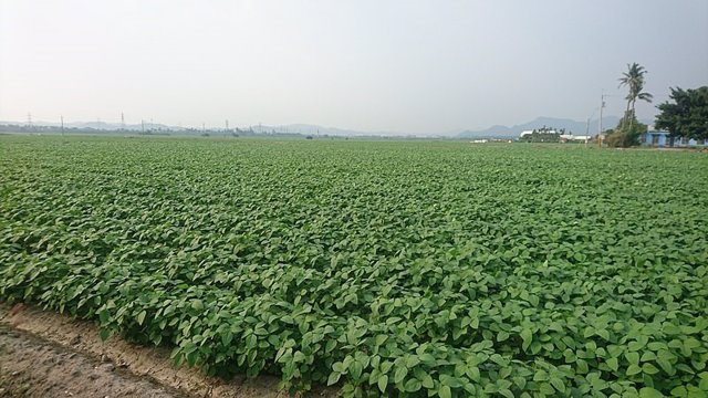 Campo de cultivo