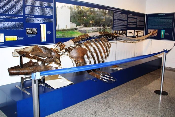 Los restos fósiles de la ballena llegaron hace diez años al museo de Alcalá de Guadaíra (Sevilla).