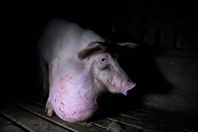 Tras los muros denuncia el maltrato a los cerdos en las granjas españolas.