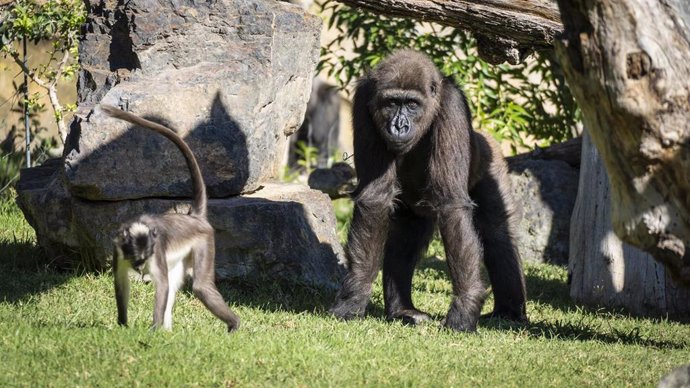 Ebo, el primer gorila nacido en BIOPARC Valencia cumple 8 años