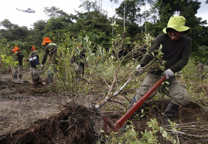 Erradicacion de cultivos de coca en en la ciudad de Caballococha., en el departamento de Loreto, en el noreste de Perú.