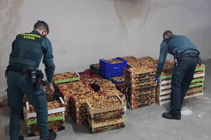 La Guardia Civil junto a los níscalos aprehendidos en Soria