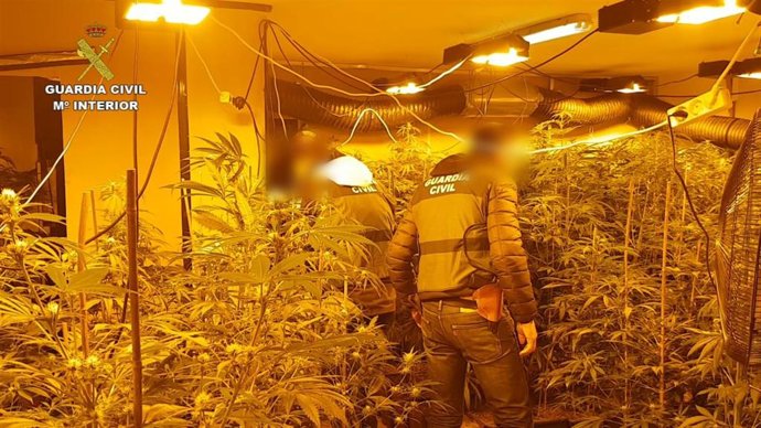Operación Lararon contra la marihuana