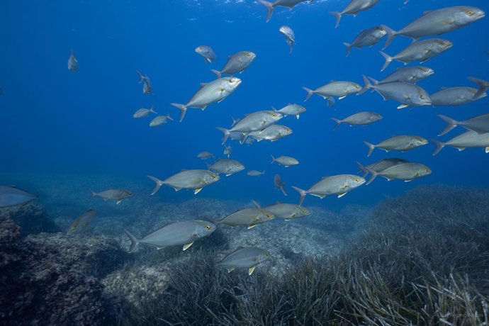 Pesca denuncia la captura de' verderol' y 'raor' fuera de temporada en las reser