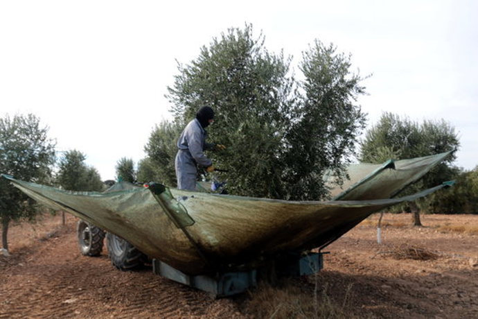Pla obert d'uns pagesos collint olives en una finca del municipi de  Maials, el 27 d'octubre del 2020. (Horitzontal)