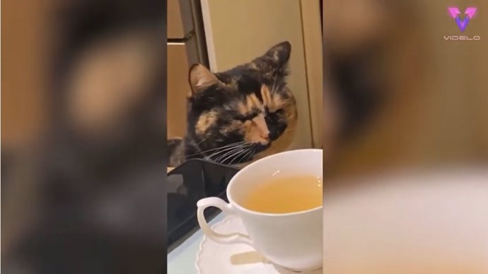 Tú no eres el único que llora con la cebolla recién cortada, este vídeo prueba que los gatos también