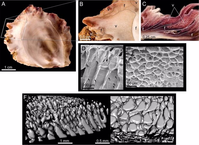 Microestructura vesicular de las grifeas