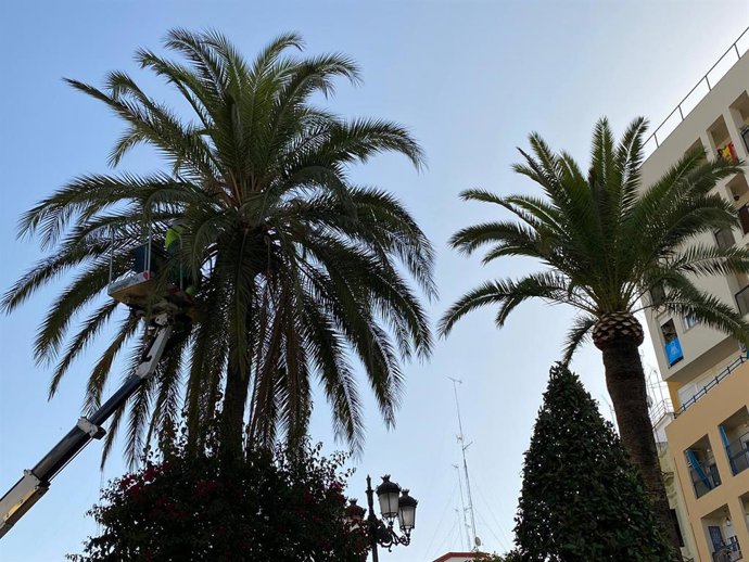 Las podas se llevan a cabo en rotondas y avenida de la Constitución, Mar Mediterráneo, Mar Cantábrico, Antonio Mairena y calle Bailén, entre otras grandes vías.