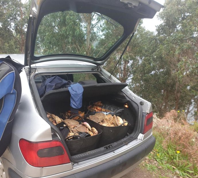 Kilos de vieiras intervenidos junto a otros efectos en Mugardos por la Guardia Civil.