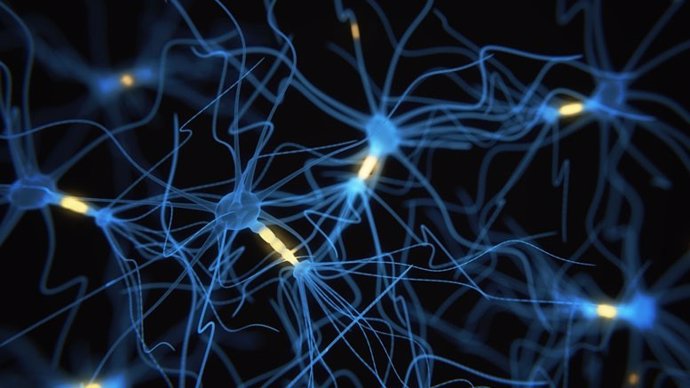    Una computadora construida para imitar las redes neuronales del cerebro produce resultados similares a los del mejor software de supercomputación usado para investigar la señalización neuronal