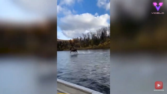 Este vídeo de un alce caminando sobre las aguas de un río en Alaska se ha hecho viral