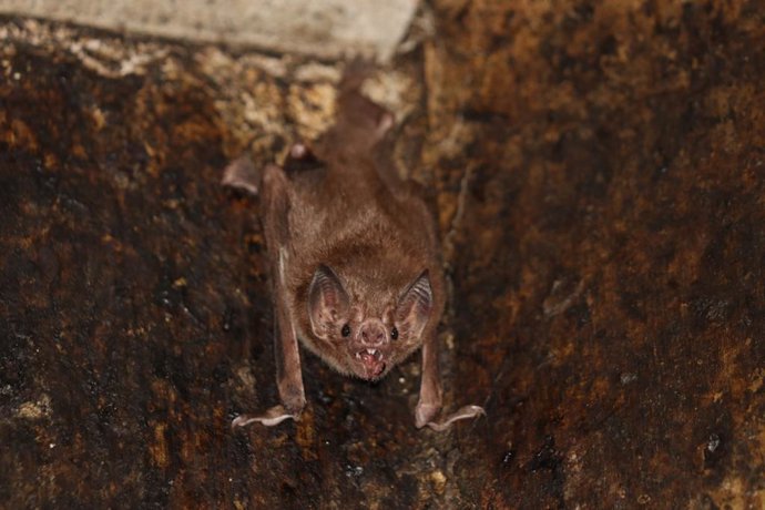 Los murciélagos vampiro guardan distancia social cuando enferman