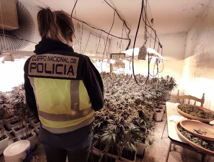Invernadero de marihuana desmantelado por la Policía Nacional