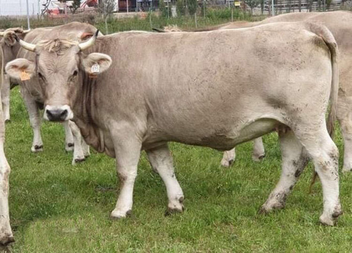 Primer pal d'una vaca terona comprada a la subhasta de FEBRUPI per 2.000 euros. (horitzontal)