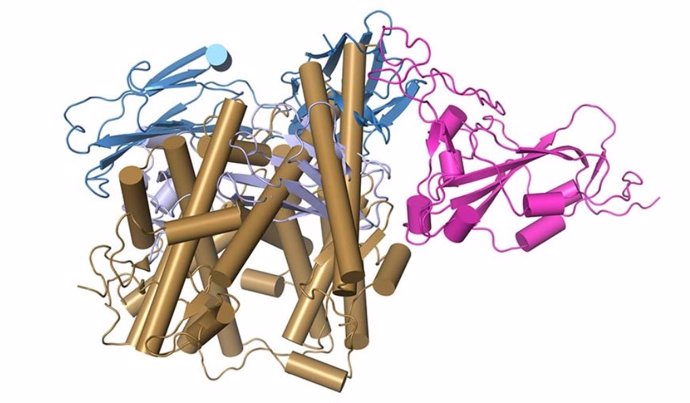 Esta imagen muestra cómo las moléculas situadas en el extremo comercial (azul) de un anticuerpo neutralizante atascan la capacidad de las moléculas en la punta de los picos del coronavirus (rosa) para unirse a un receptor (oro) en la superficie de célul