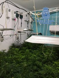 Tres detenidos de una familia de Almería acusados de cultivar y vender marihuana