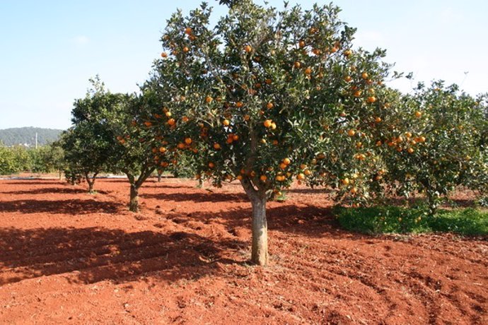 Campo de naranjas