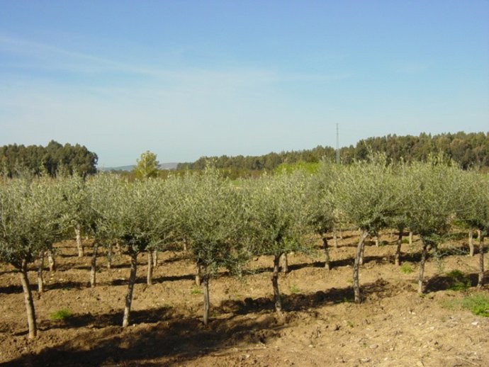 Diputación Distribuirá Más De 38.000 Ejemplares En Un Nuevo Plan De Arbolado En Apoyo De La Economía Verde