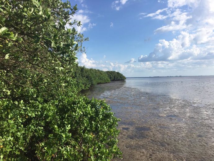 Imagen de archivo de un manglar.