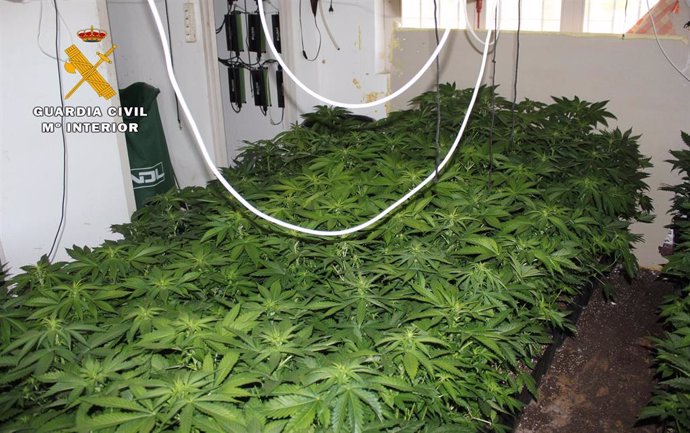 Plantas de marihuana halladas por la Guardia Civil durante la operación 'Xita'