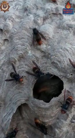 Nido de avispa asiática en el parque del Ebro de Logroño
