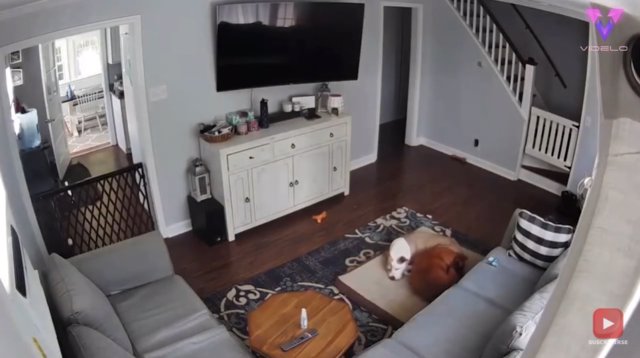 El gesto de un perro ofreciendo su cama a su compañero enfermo quedó registrado en un tierno vídeo