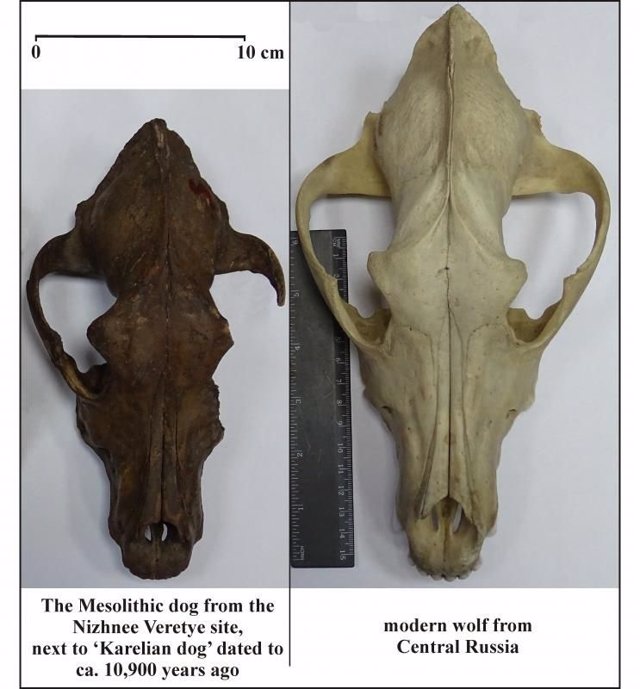 Comparativa de cráneo de perro mesolítico y lobo moderno