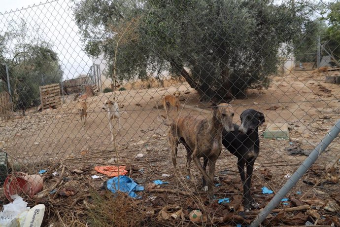 Algunos de los perros rescatados por Galgos del Sur en Cabra