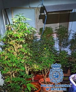 Plantación de marihuana en un dormitorio