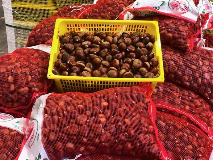 Mercabarna confía en mantener las ventas de castañas y boniatos por la Castanyada pese al Covid-19