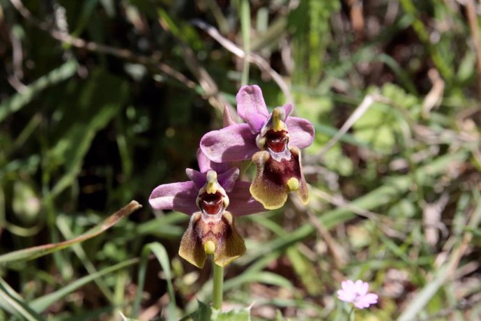 Una de las orquídeas de la reserva