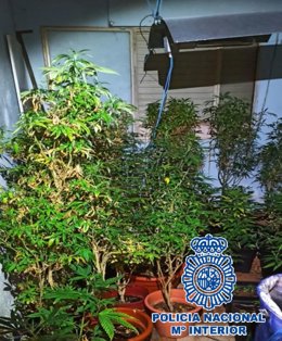 Plantación de marihuana 'indoor' incautada por la Policía Nacional de Marbella