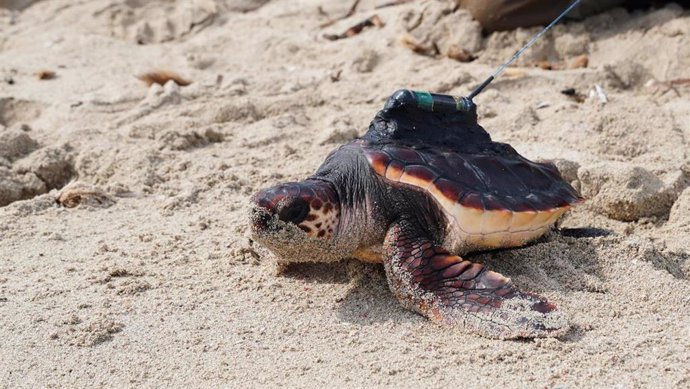 Una de las seis tortugas marinas nacidas en Ibiza en 2019 y liberadas con GPS este mes de octubre.