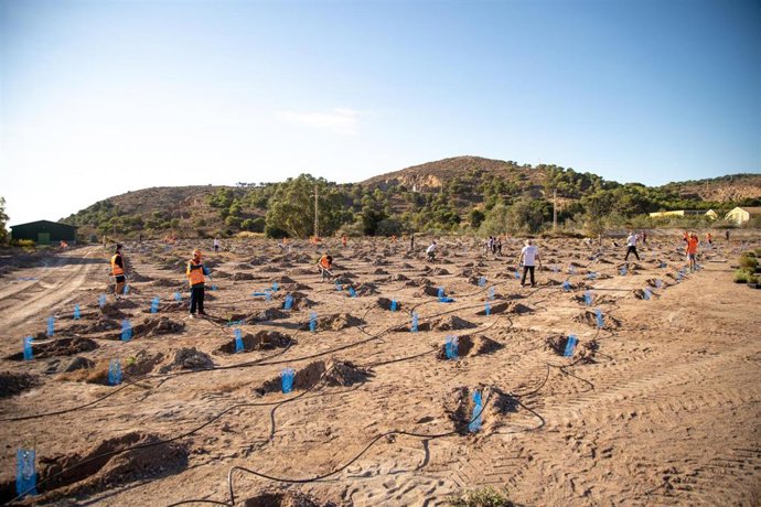 Imagen de la reforestación en la Algameca