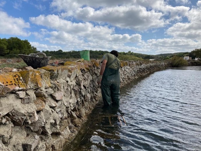 Un trabajador del Parque Natural de sAlbufera des Grau completa las tareas de restauración y mantenimiento de la pared maestra.