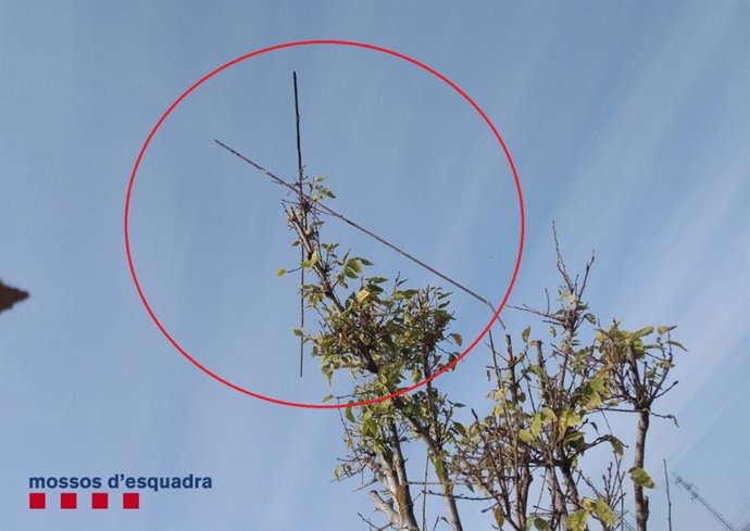 Mimbres untados con pegamento para cazar pájaros