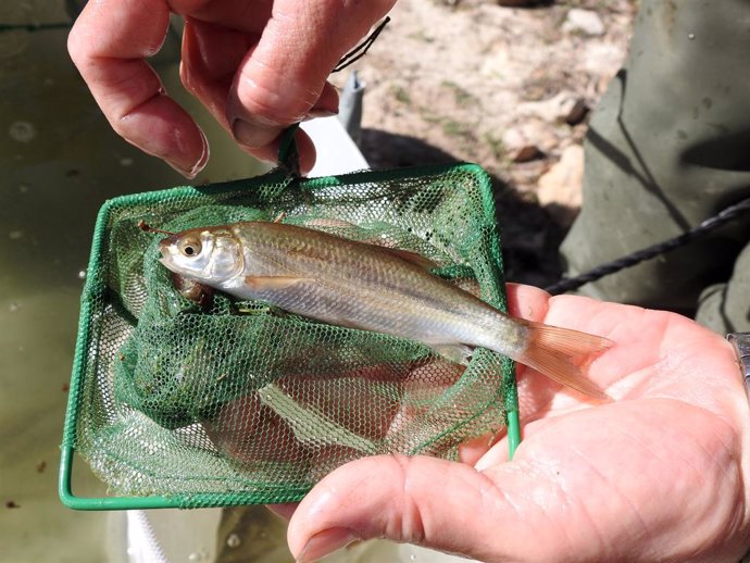 La conselleria de Agricultura libera peces autóctones en el embalse de la Palma de Ebro (Tarragona) para recuperar las poblaciones y fomentar la pesca sostenible