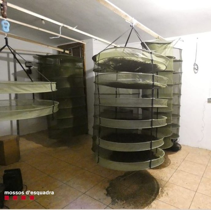 Pla de detall del punt on es va trobar la marihuana sostreta pels Mossos d'Esquadra d'una plantació situada dins un bosc de difícil accés de Bellpui, a les Valls d'Aguilar (Alt Urgell). Imatge del 2 de novembre de 2020 (Vertical).