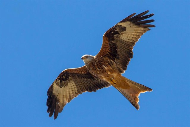 Ejemplar de milano real