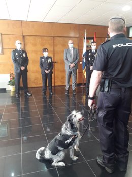 Perro condecorado junto a agentes condecorados por la Delegación del Gobierno en Canarias al mérito policial
