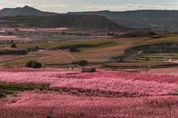 El Govern convoca más ayudas a las líneas del Plan de seguros agrarios 2020 por 7,9 millones.