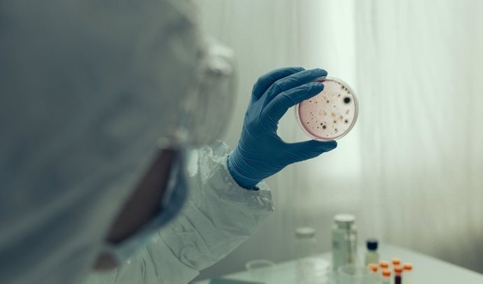 Scientist examining virus in petri dish in a laboratory    Unrecognizable scientist examining virus in petri dish in a laboratory