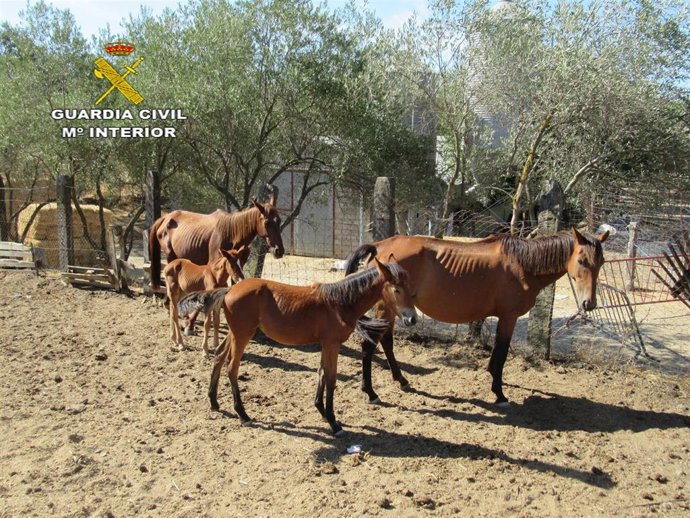 Caballos en la finca intervenida