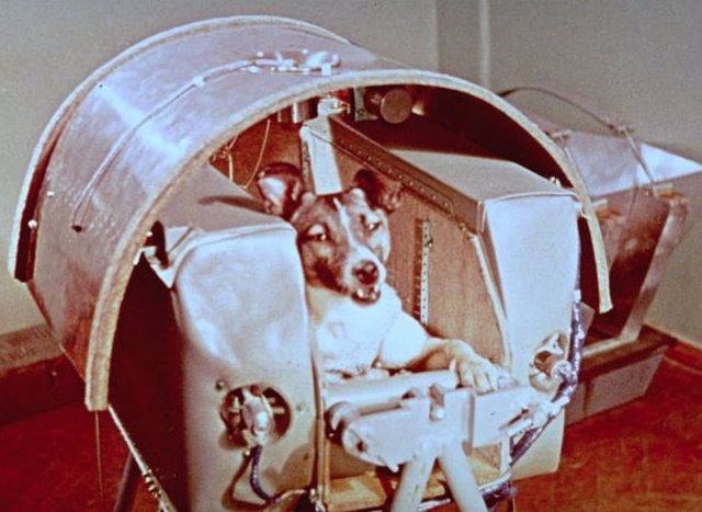 La perra Laika, antes del lanzamiento en el Sputnik 2