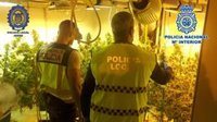 Detenido el propietario de una vivienda en La Barca de la Florida con una plantación de marihuana