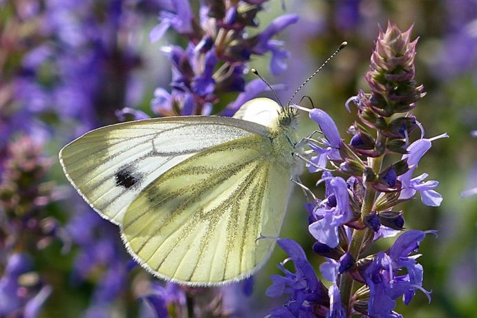 Una Mariposa Blanquita De La Col