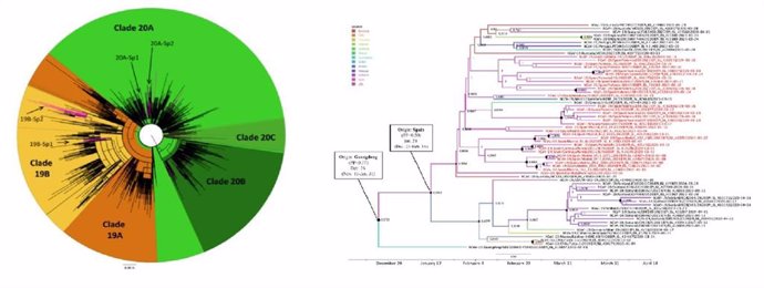 Representación de la distribución de clados del SARS-CoV-2 y del análisis filogenético de la evolución del virus.