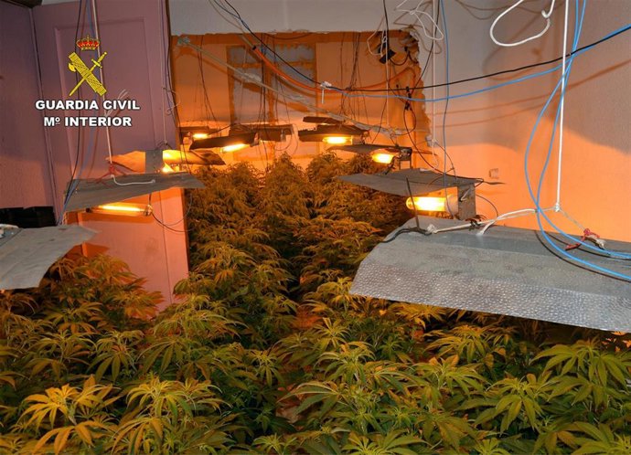 Plantación marihuana