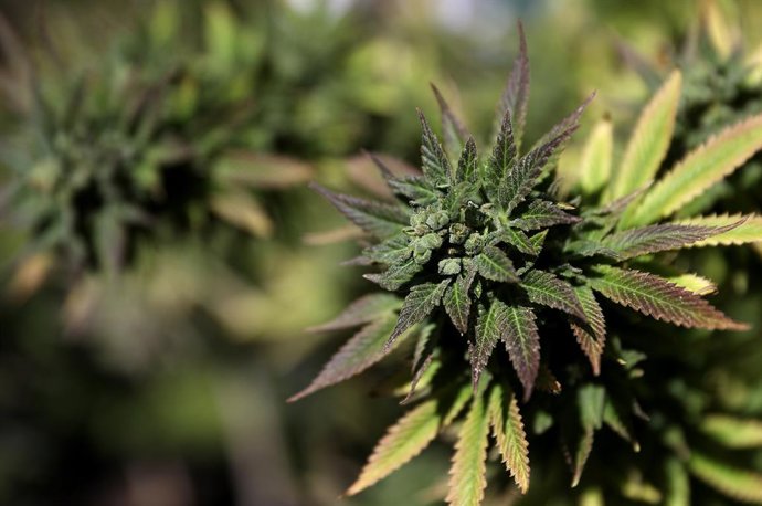 Imagen de archivo de una planta de marihuana.