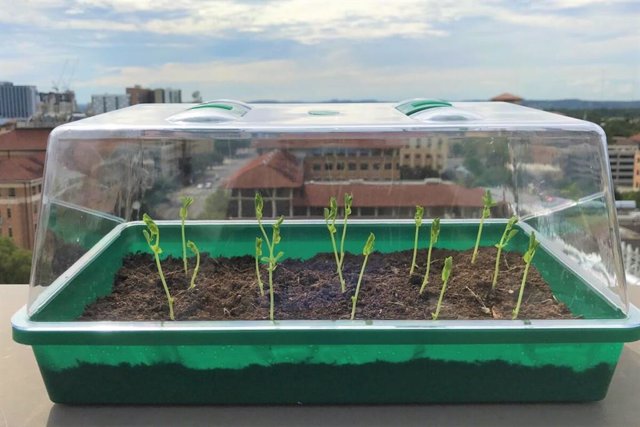 Experimento del nuevo suelo sintético